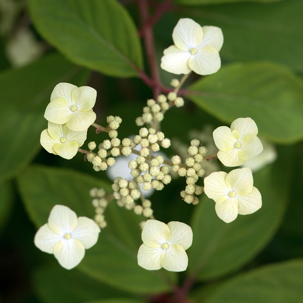 Hydrangea quercifolia Snow Queen - Hortensia à feuilles de chêne