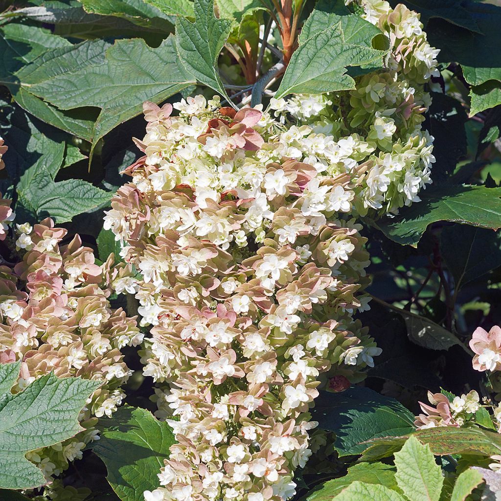 Hydrangea quercifolia Snowflake - Hortensia à feuilles de chêne