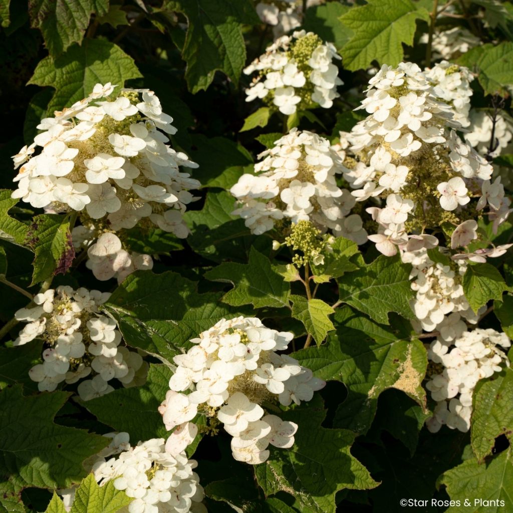 Hydrangea quercifolia Yeti - Hortensia à feuilles de chêne
