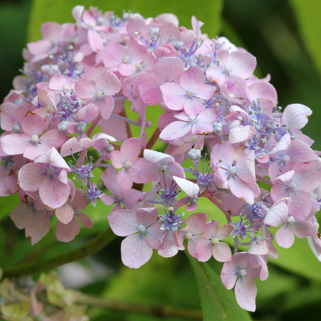 Hortensia - Hydrangea serrata Spreading beauty