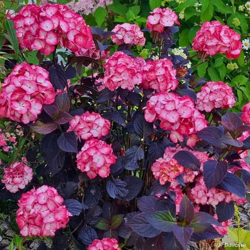 Hortensia - Hydrangea macrophylla x serrata Black Velvet Darbi