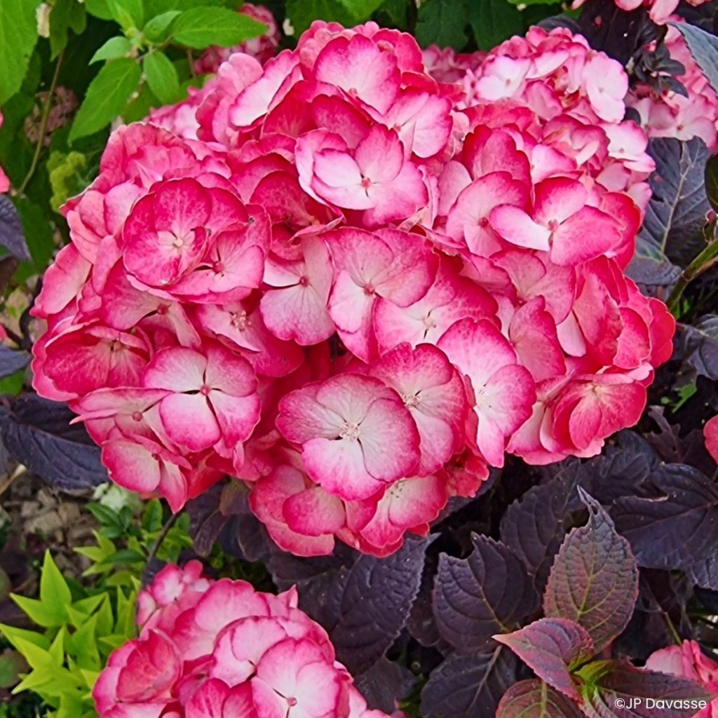 Hortensia - Hydrangea macrophylla x serrata Black Velvet Darbi