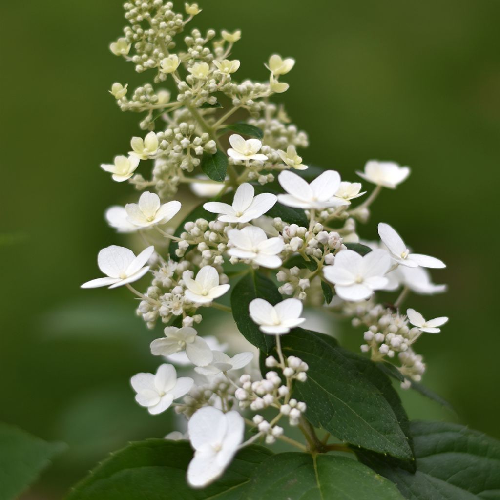 Hydrangea paniculata Butterfly - Hortensia paniculé