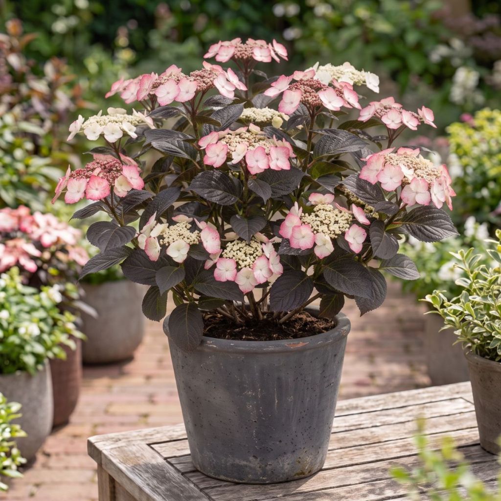 Hortensia - Hydrangea serrata Choco White