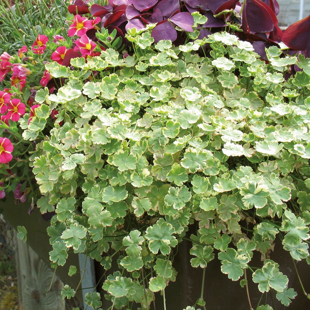 Hydrocotyle sibthorpioides Variegata