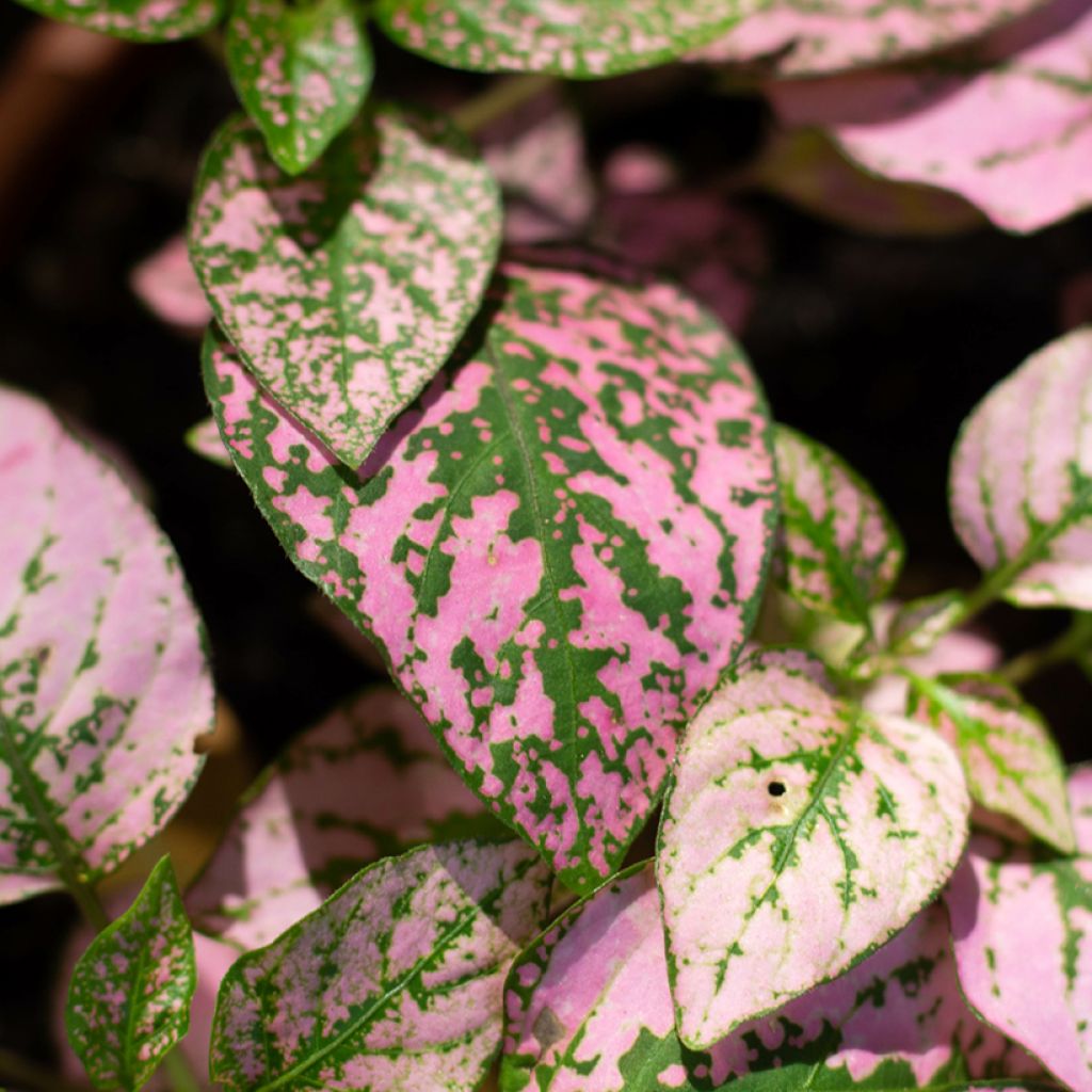 Hypoestes phyllostachya Pink