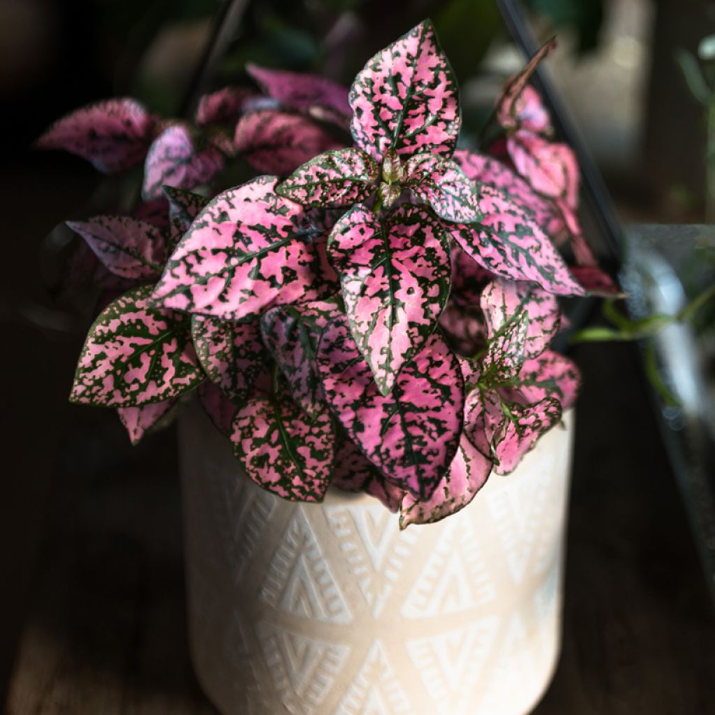 Hypoestes phyllostachya Pink