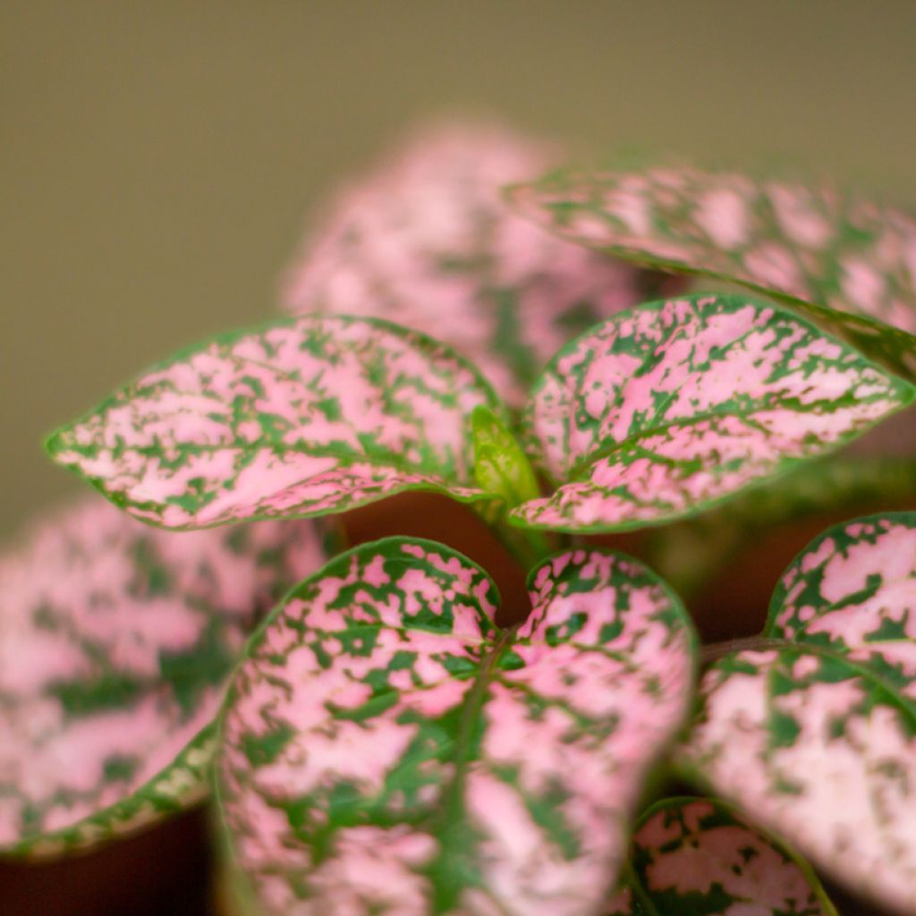 Hypoestes phyllostachya Pink