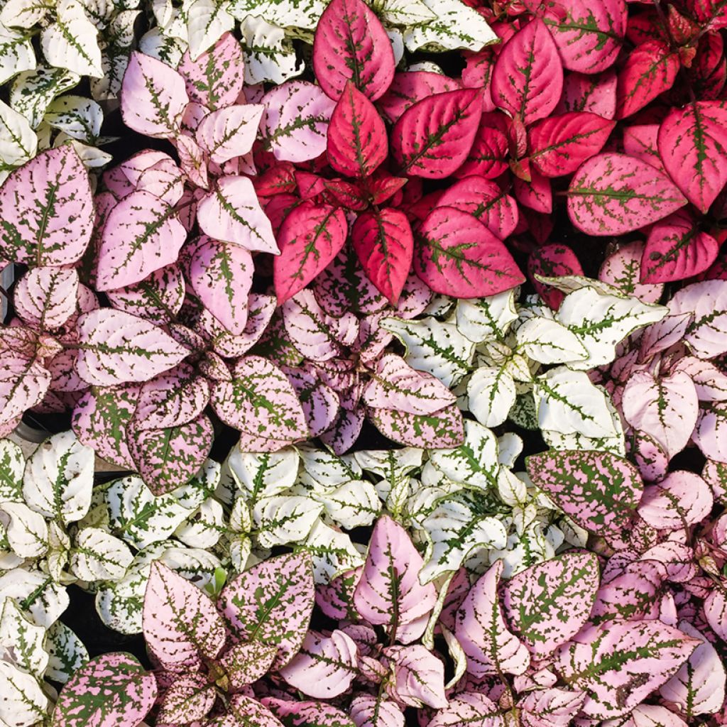 Hypoestes phyllostachya Red