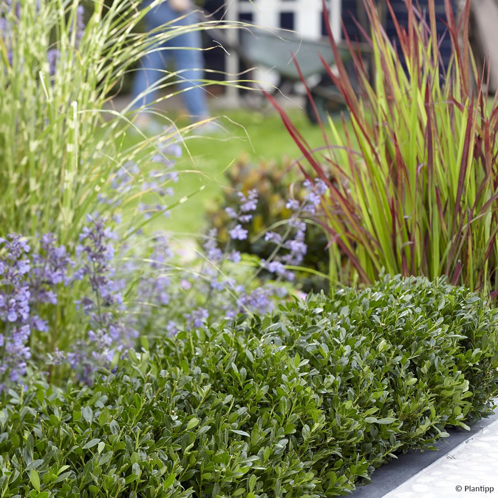 Houx crénelé - Ilex crenata Luxus Hedge