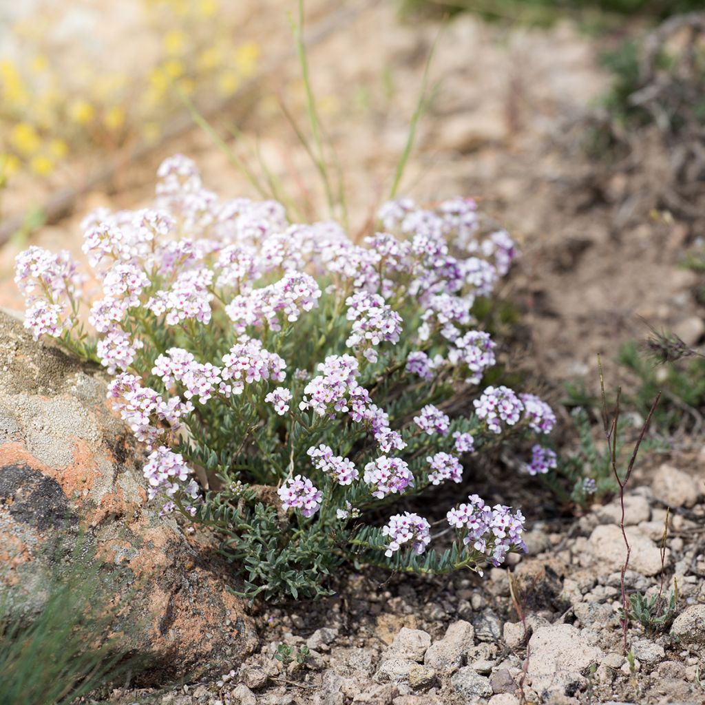 Iberis sempervirens Pink Ice® - Corbeille d'Argent