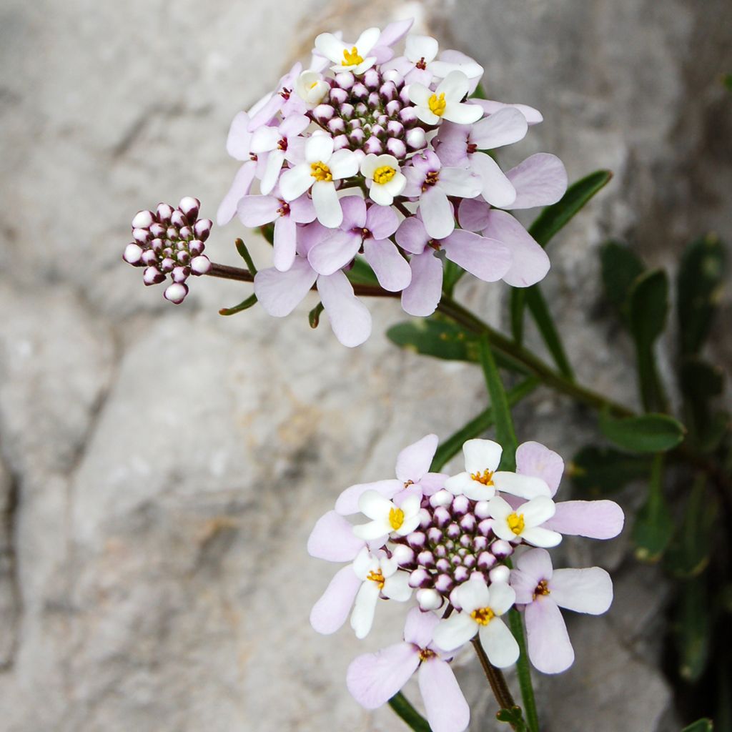 Iberis sempervirens Pink Ice® - Corbeille d'Argent