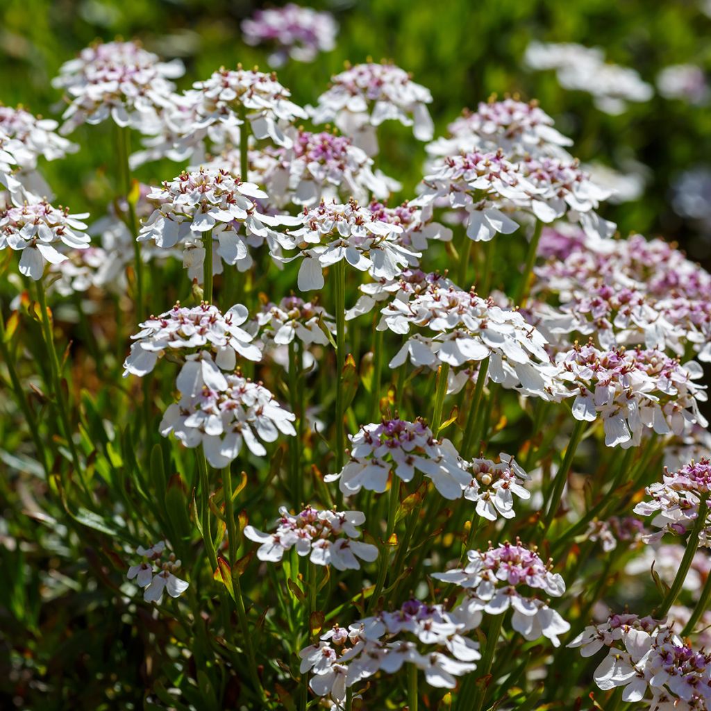Iberis sempervirens Pink Ice® - Corbeille d'Argent