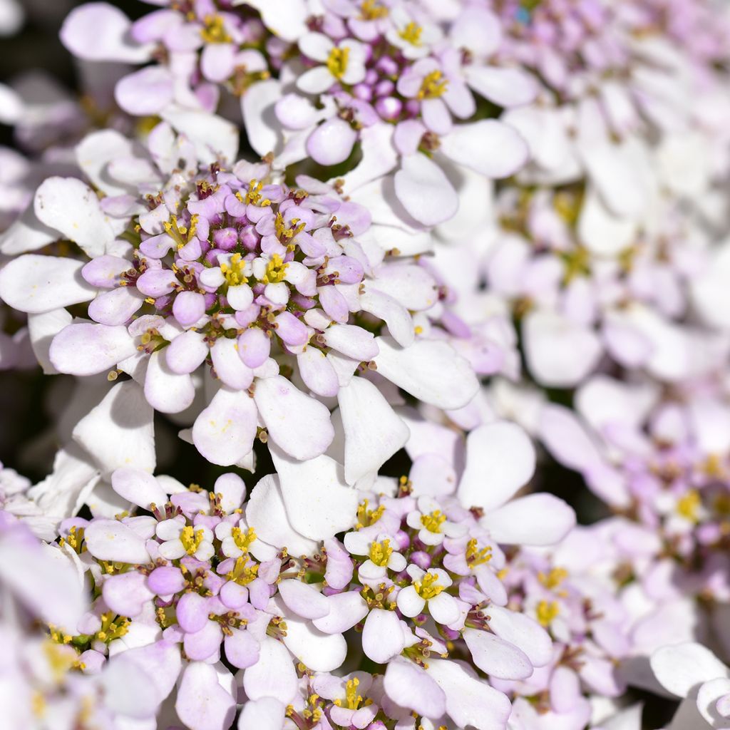 Iberis sempervirens Pink Ice® - Corbeille d'Argent