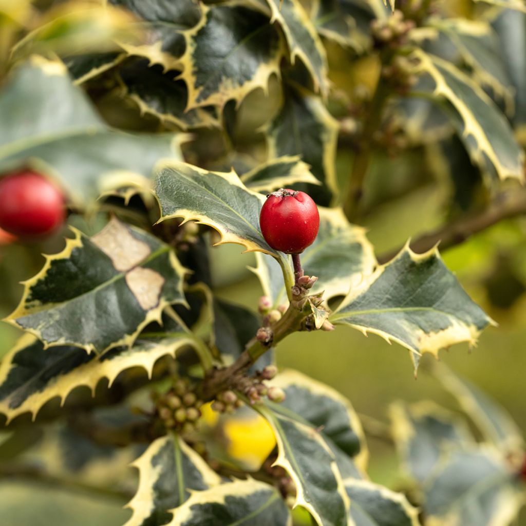 Ilex aquifolium Silver Queen - Houx panaché