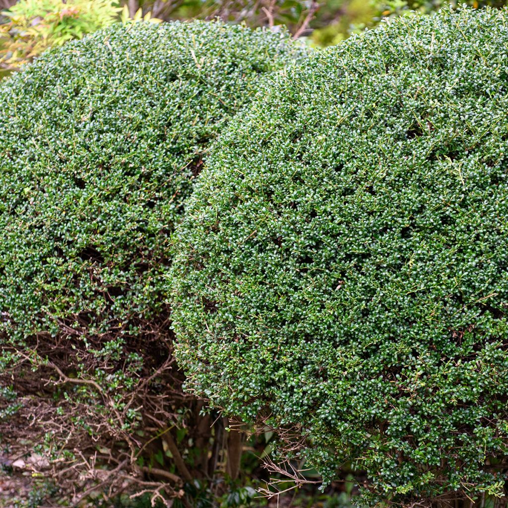 Ilex crenata Glorie Gem formé en boule - Topiaire de Houx crénelé