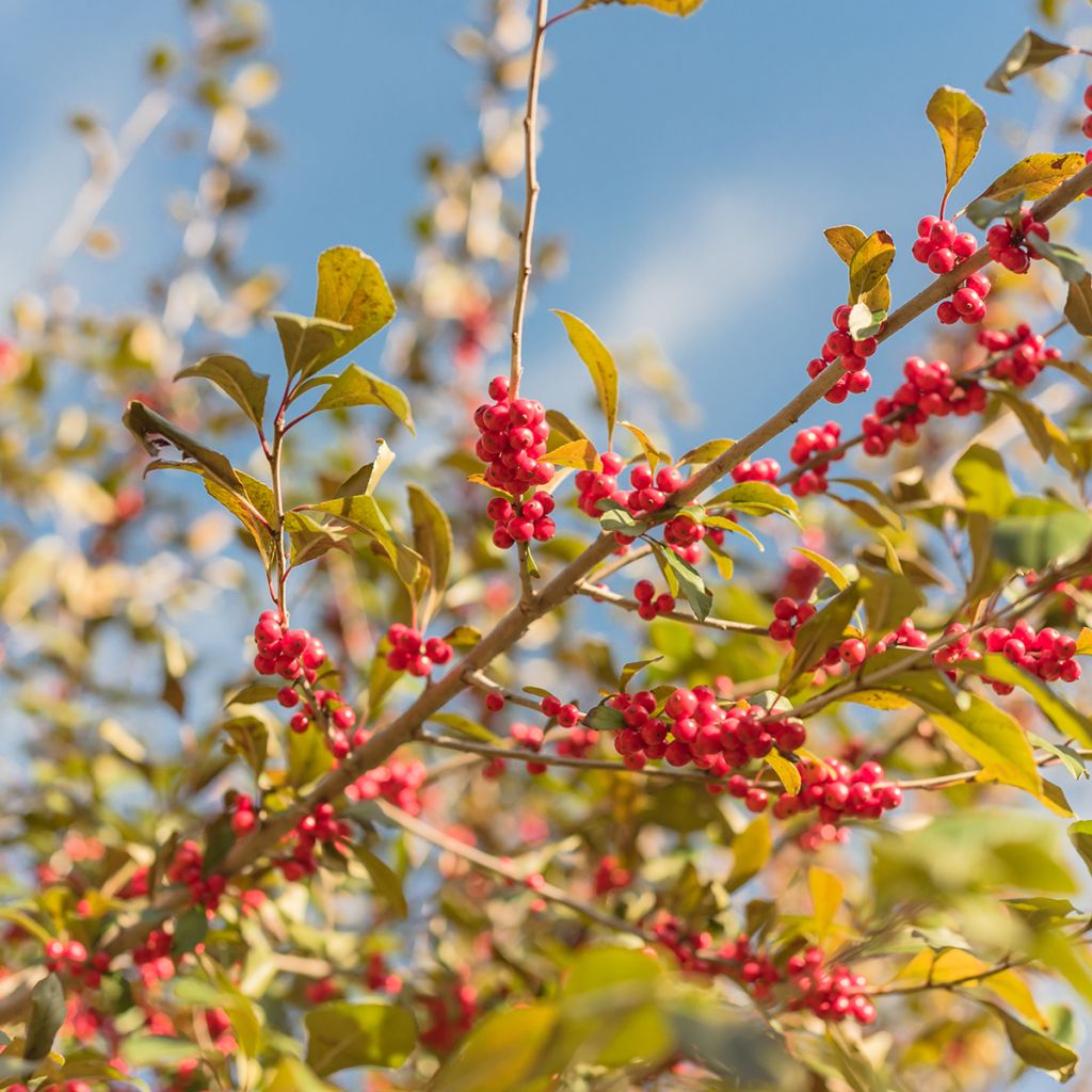 Ilex verticillata - Houx verticillé