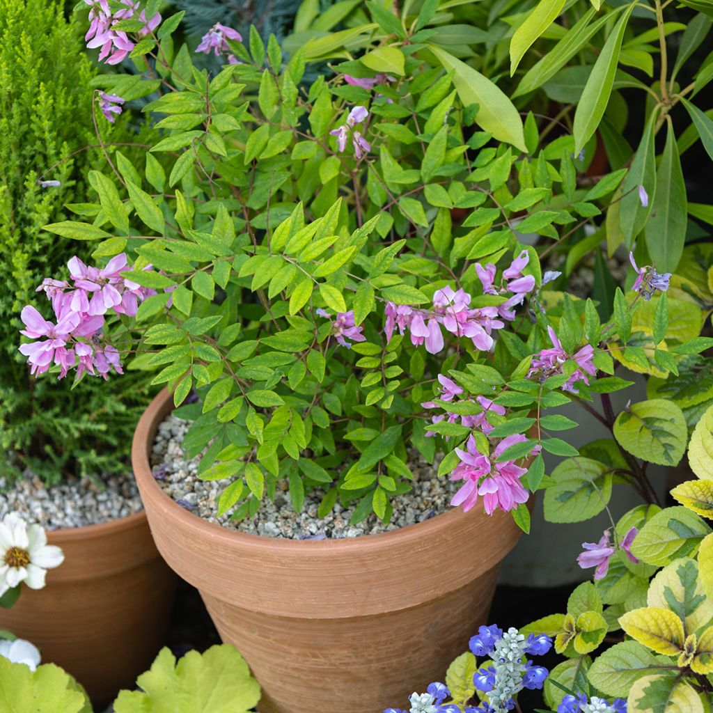 Indigofera heterantha (gerardiana) - Indigotier rose