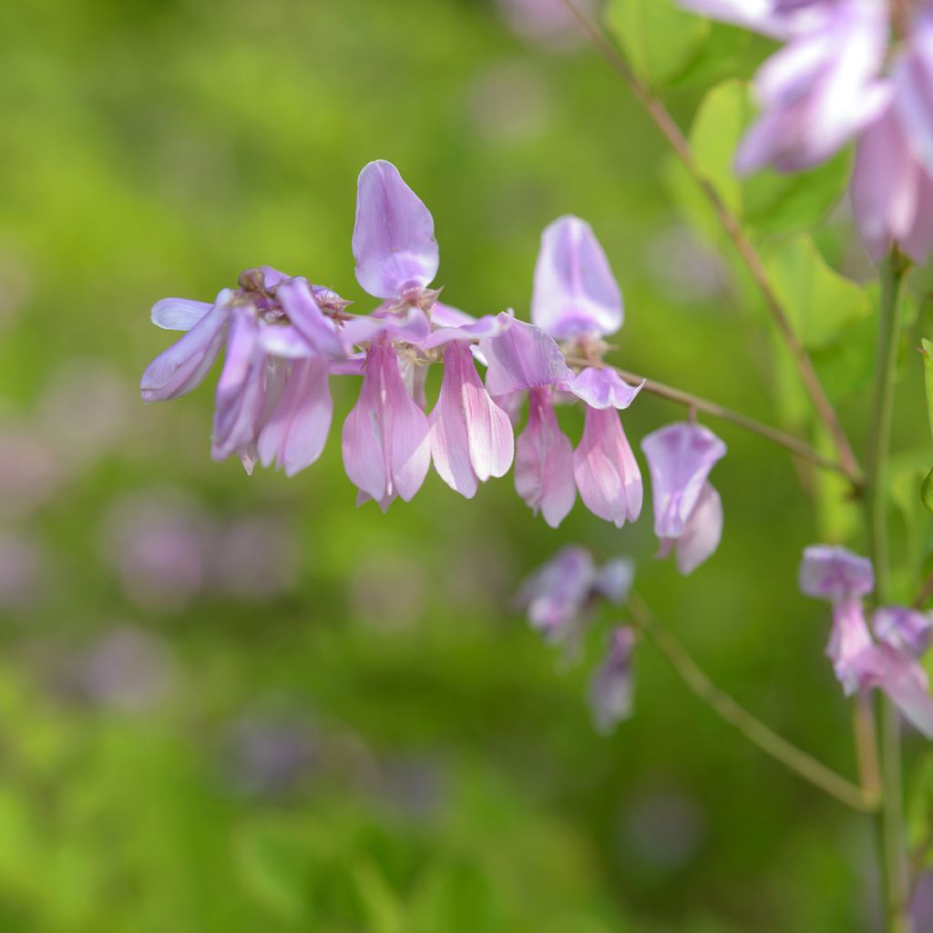 Indigofera kirilowii - Indigotier de Kirilov