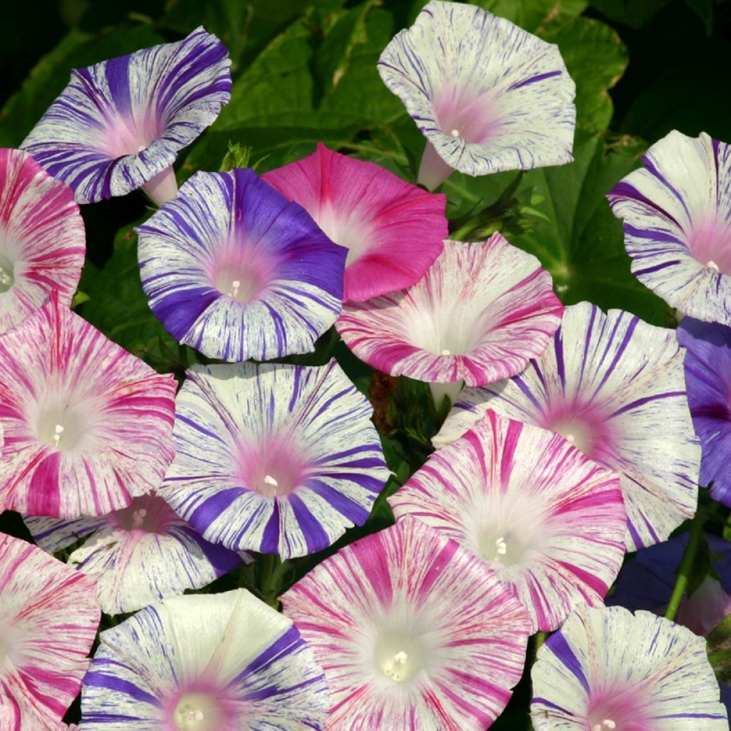 Graines d'Ipomée Carnevale Di Venezia - Ipomoea purpurea