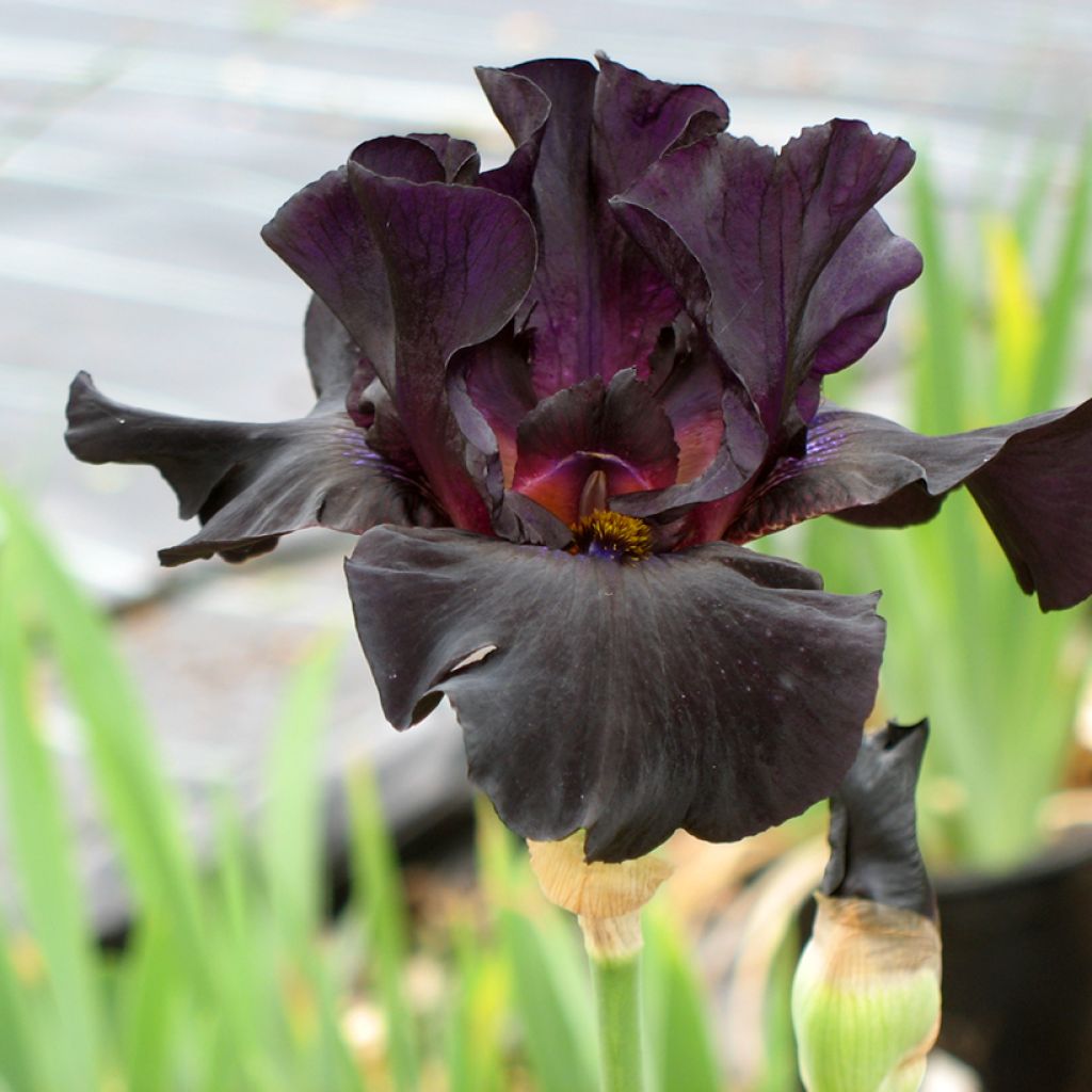 Iris germanica Old Black Magic