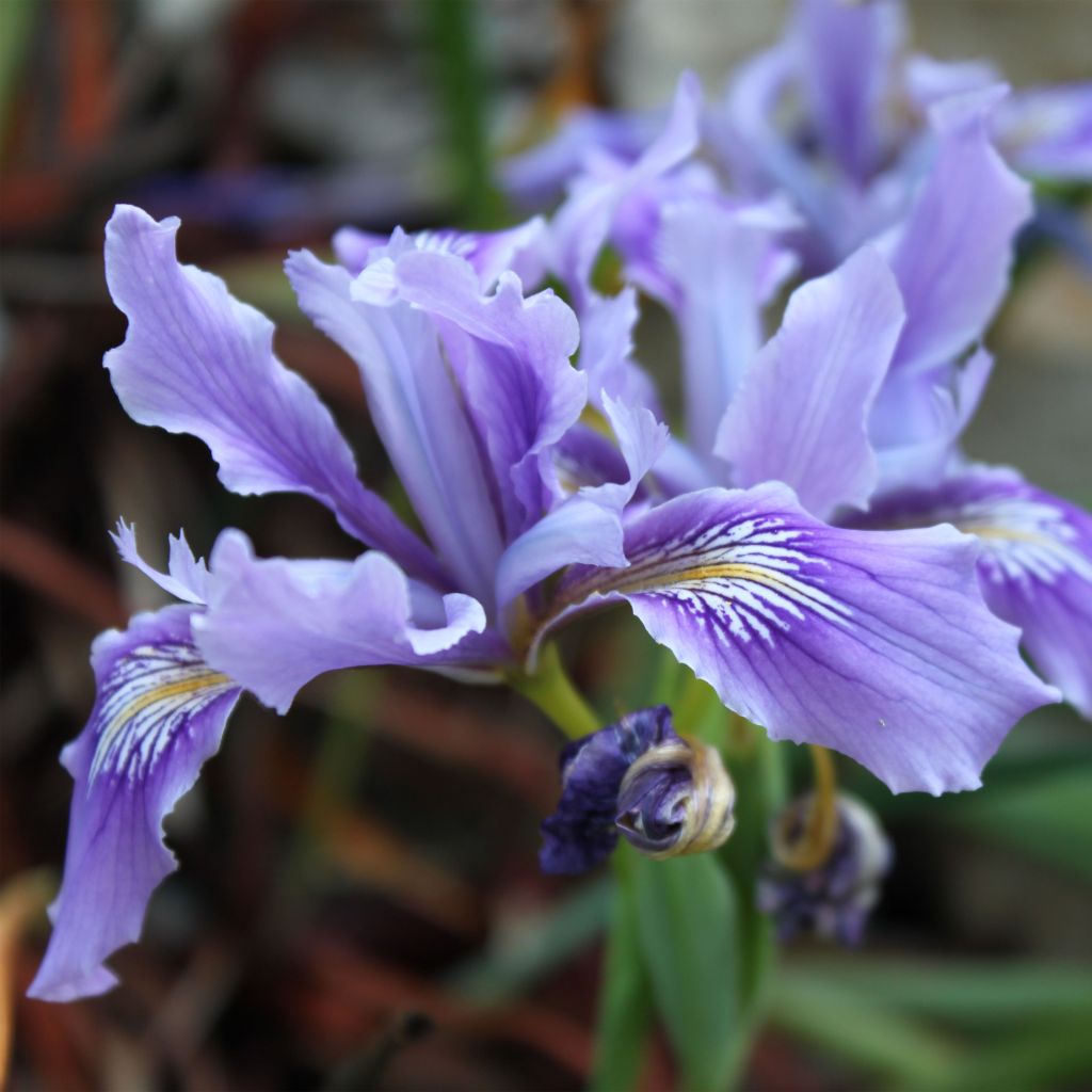 Iris douglasiana