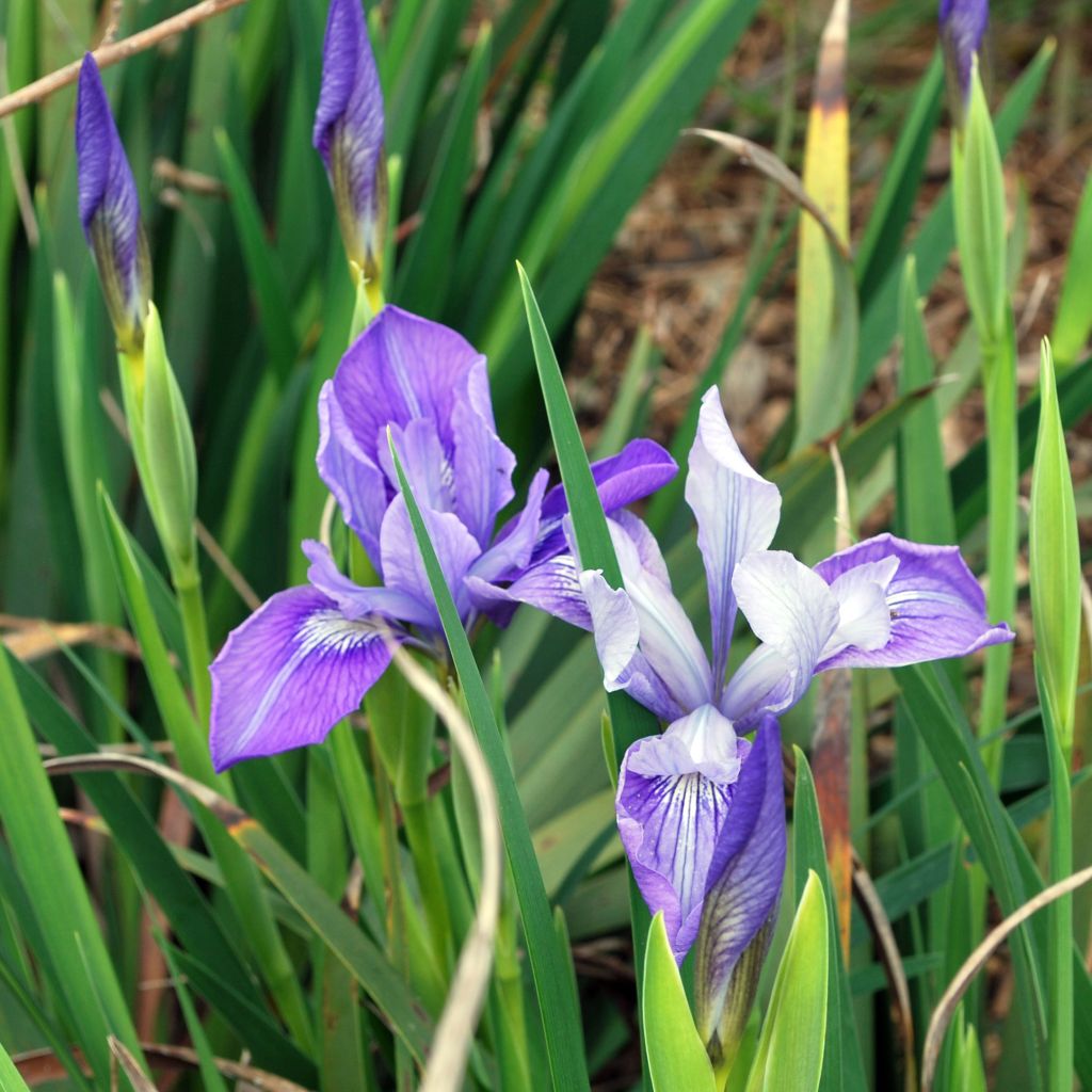 Iris douglasiana