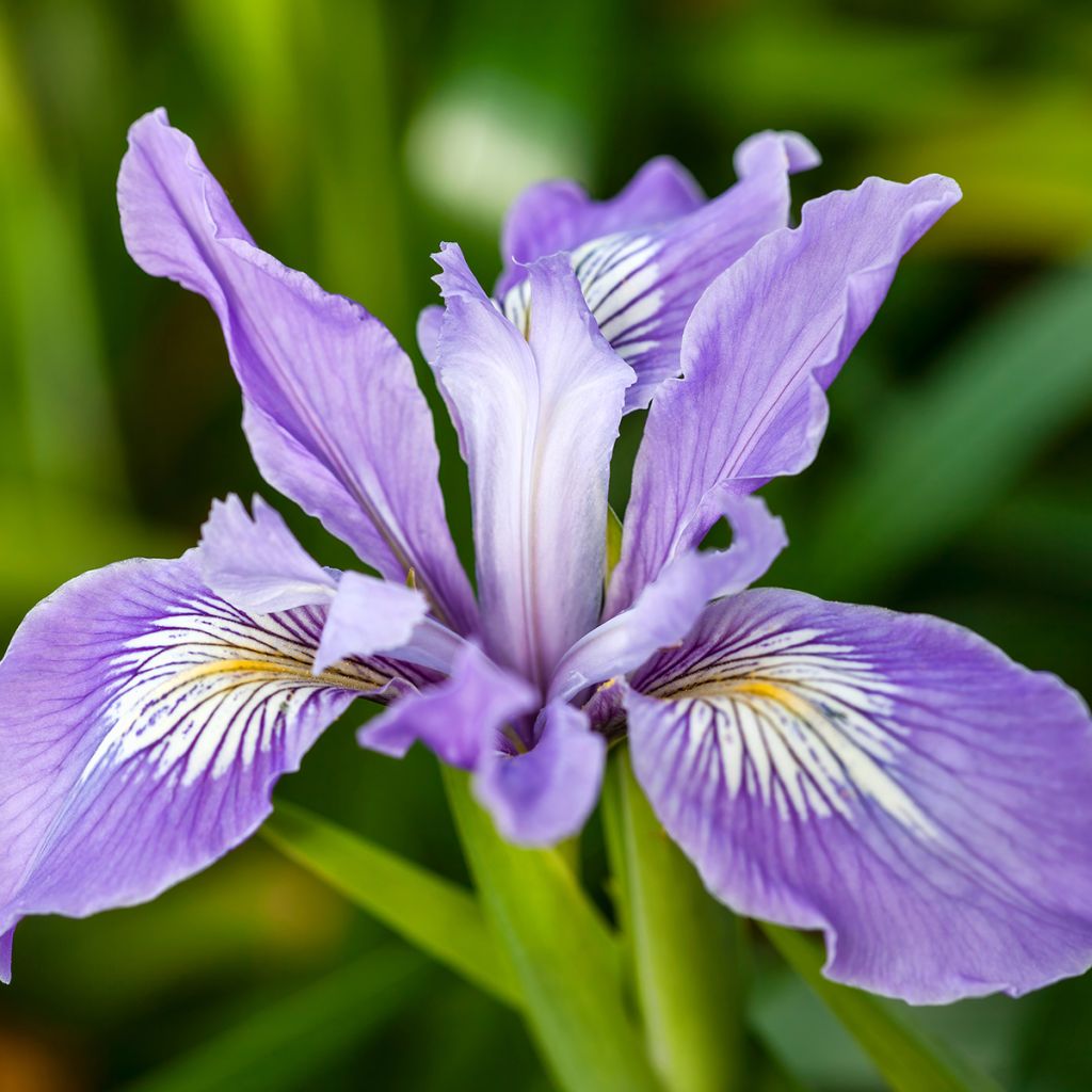 Iris douglasiana