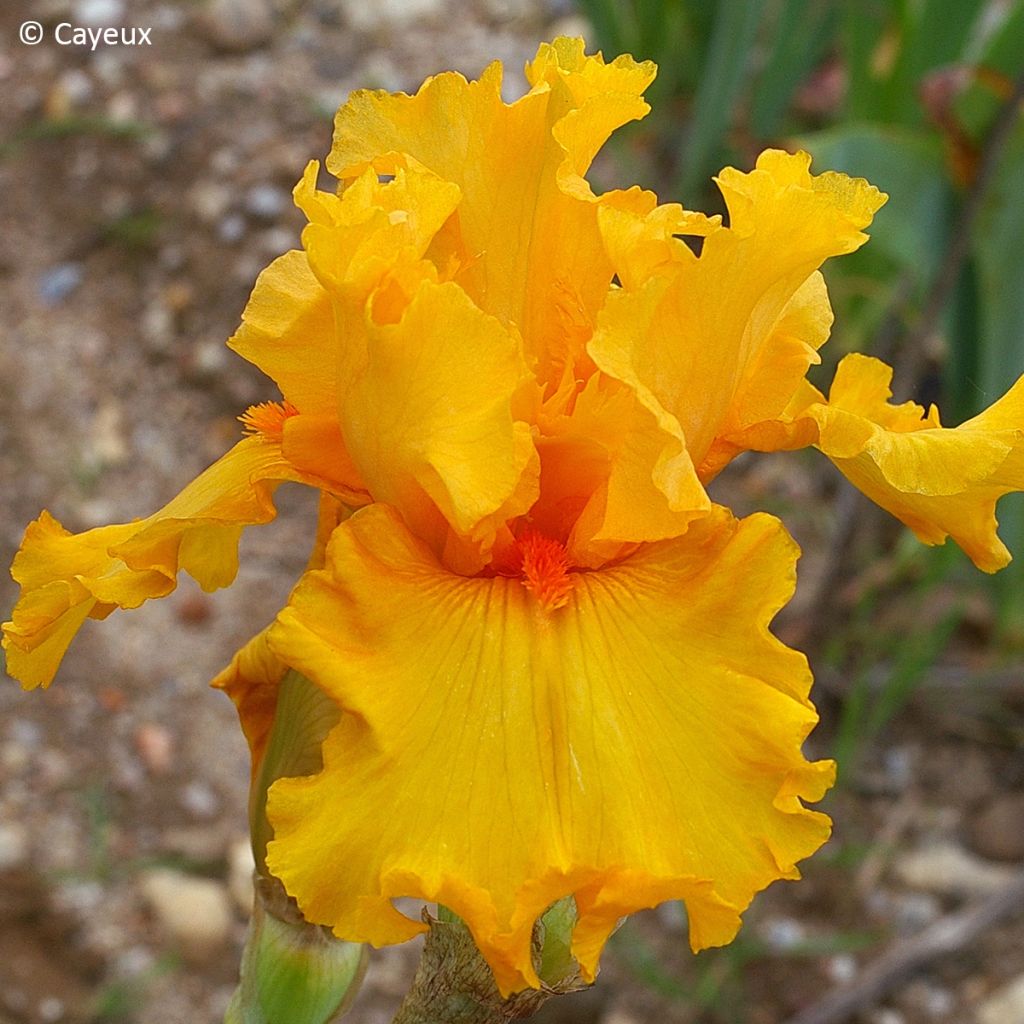 Iris germanica Air d'Été - Iris des jardins