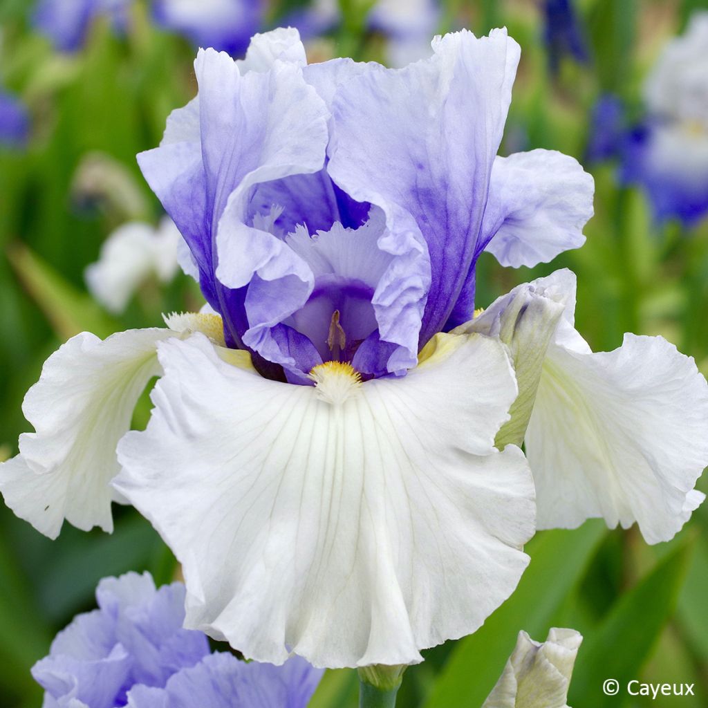 Iris germanica Alpenview - Iris des jardins
