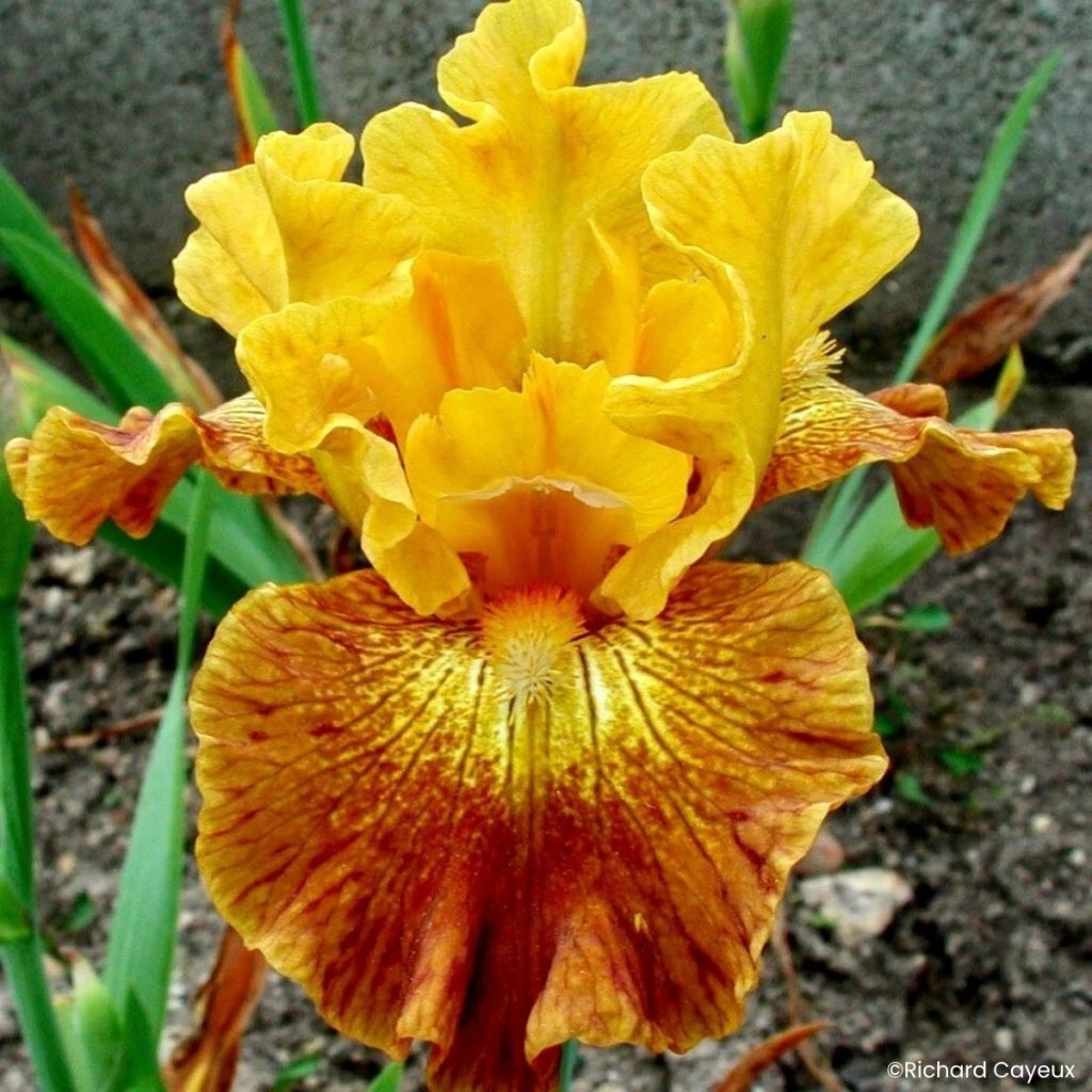 Iris germanica Bistro - Iris des Jardins intermédiaire