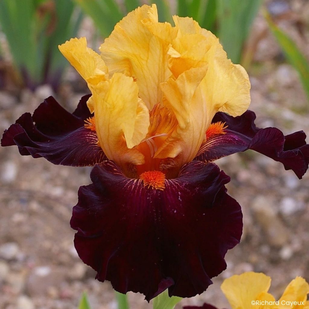 Iris germanica Brilliant Disguise - Grand Iris des Jardins