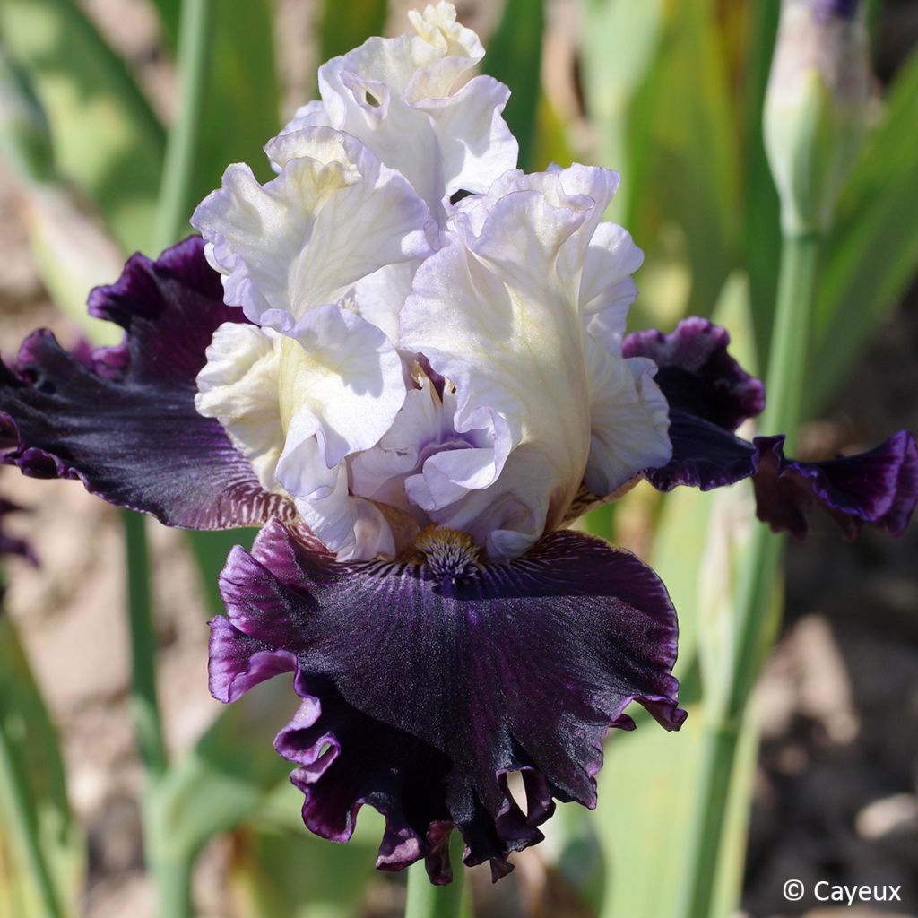 Iris germanica Conspiration - Iris des jardins