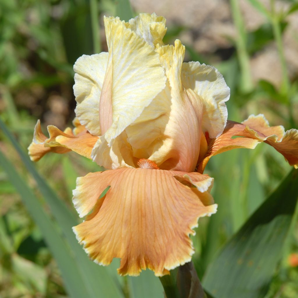 Iris germanica English Charm - Iris des jardins remontant