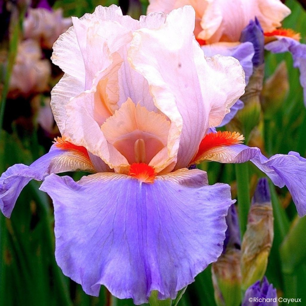 Iris germanica French-Cancan - Grand Iris des Jardins
