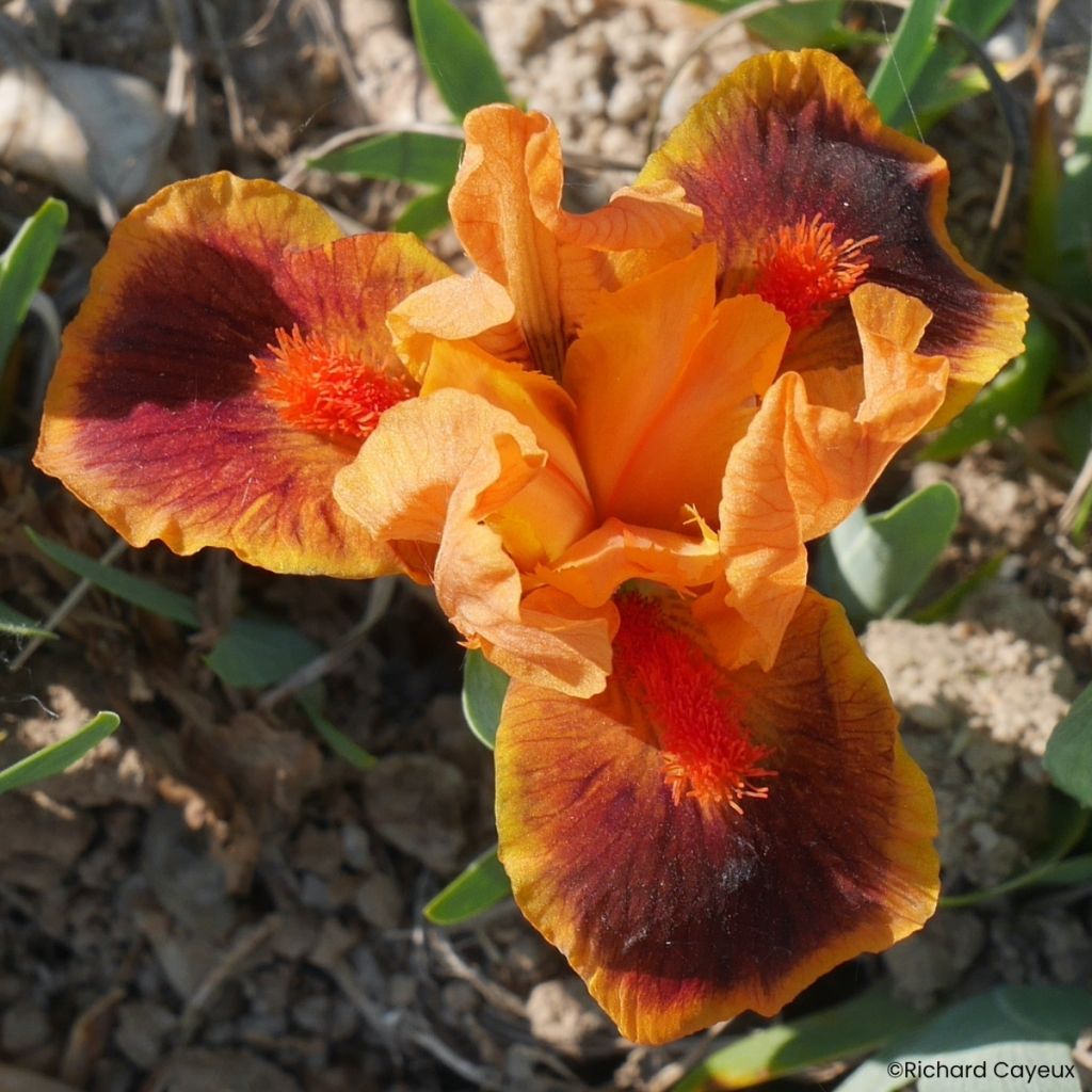 Iris germanica Icon - Iris des Jardins nain