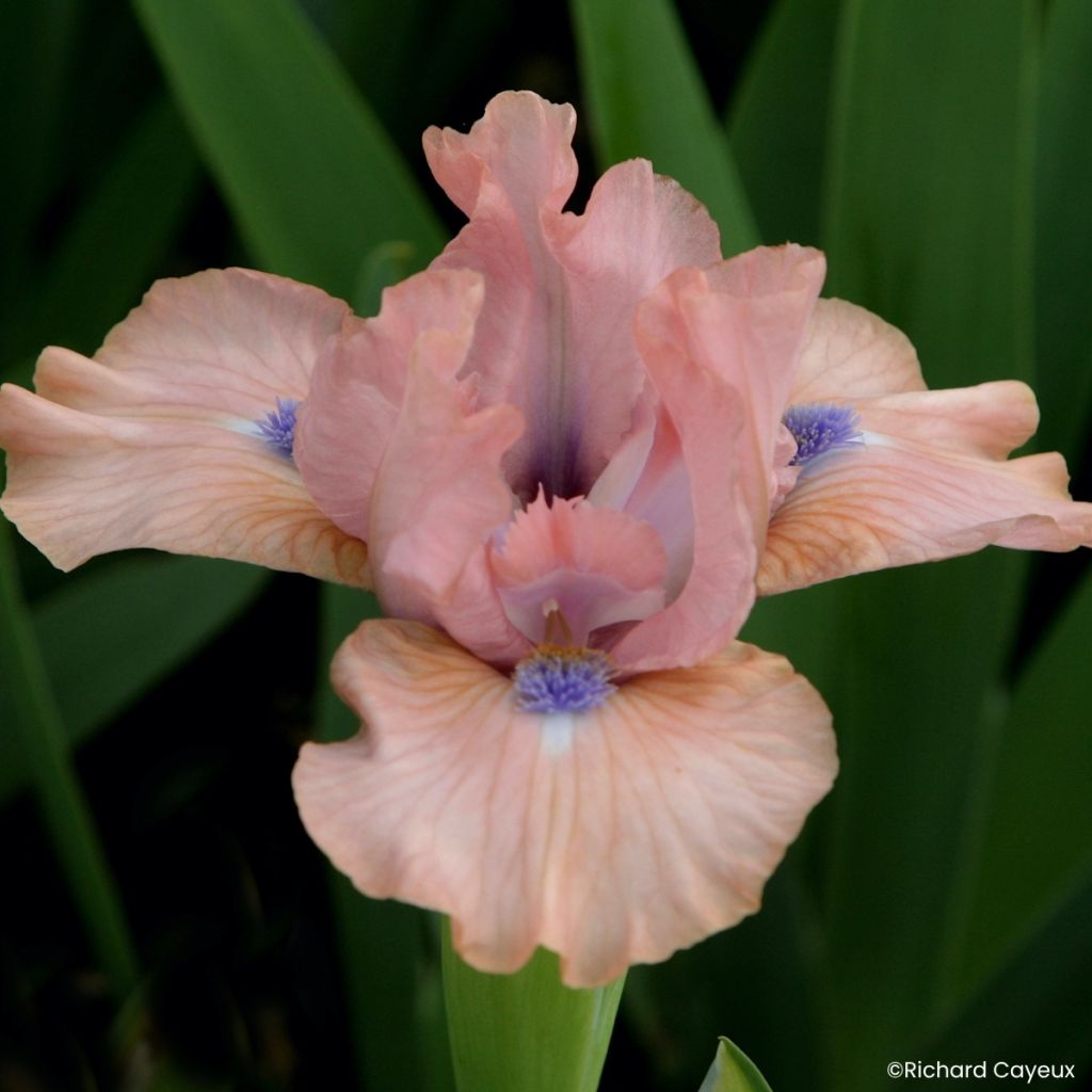 Iris germanica It’s Amazing - Iris des Jardins Lilliput