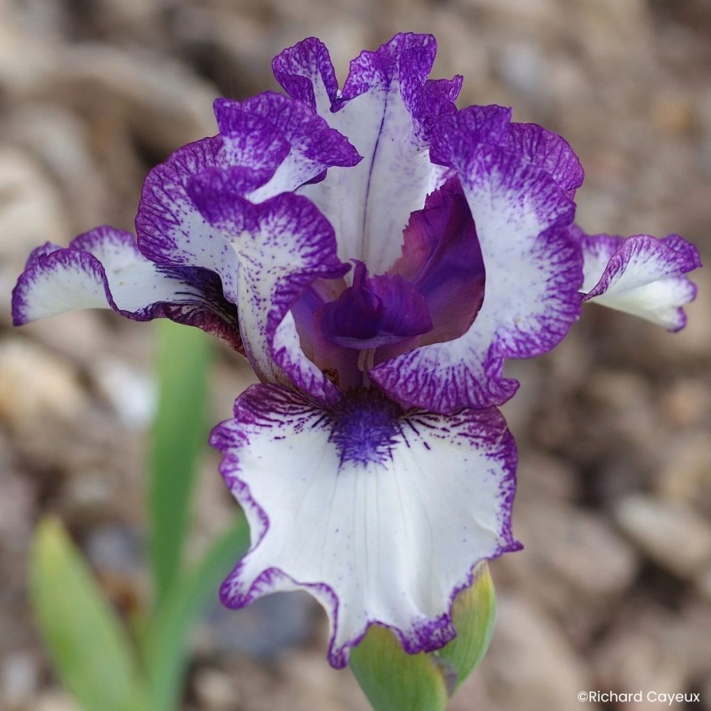 Iris germanica Point à la Ligne - Iris des Jardins intermédiaire