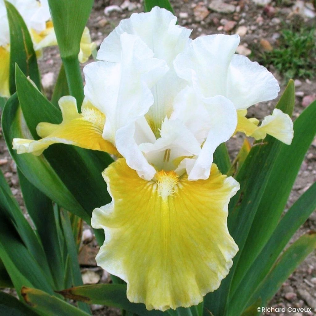 Iris germanica Protocol - Iris des Jardins intermédiaire