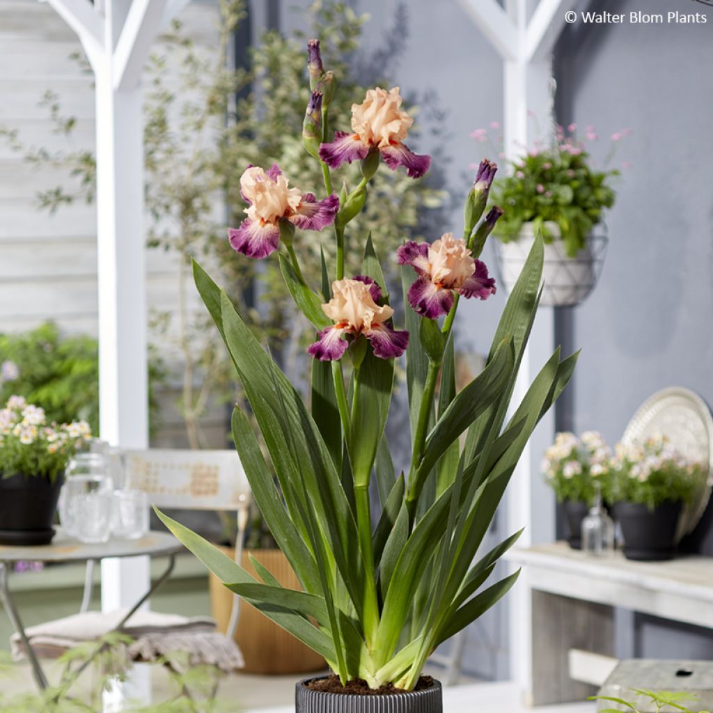 Iris germanica Rose de Perse - Iris des Jardins