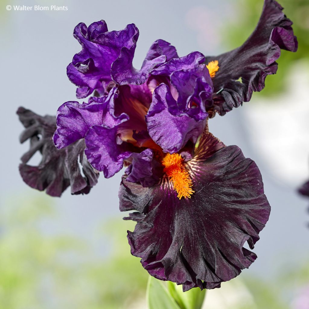 Iris germanica Sharp Dressed Man - Iris des Jardins