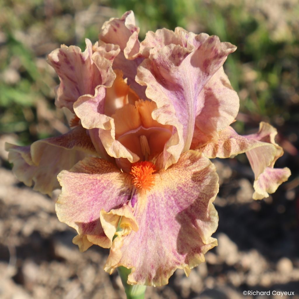 Iris germanica Synergy - Iris des Jardins intermédiaire