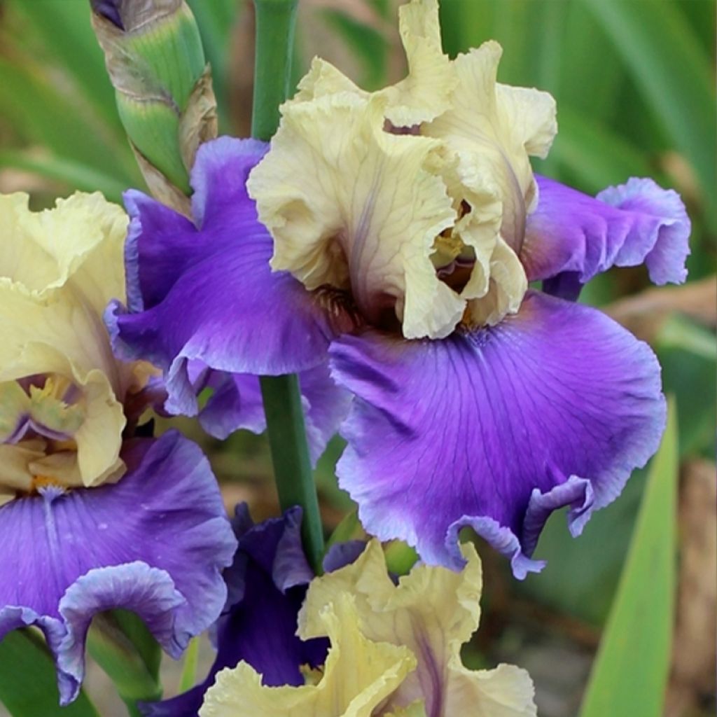 Iris germanica Guernazelle - Iris des Jardins