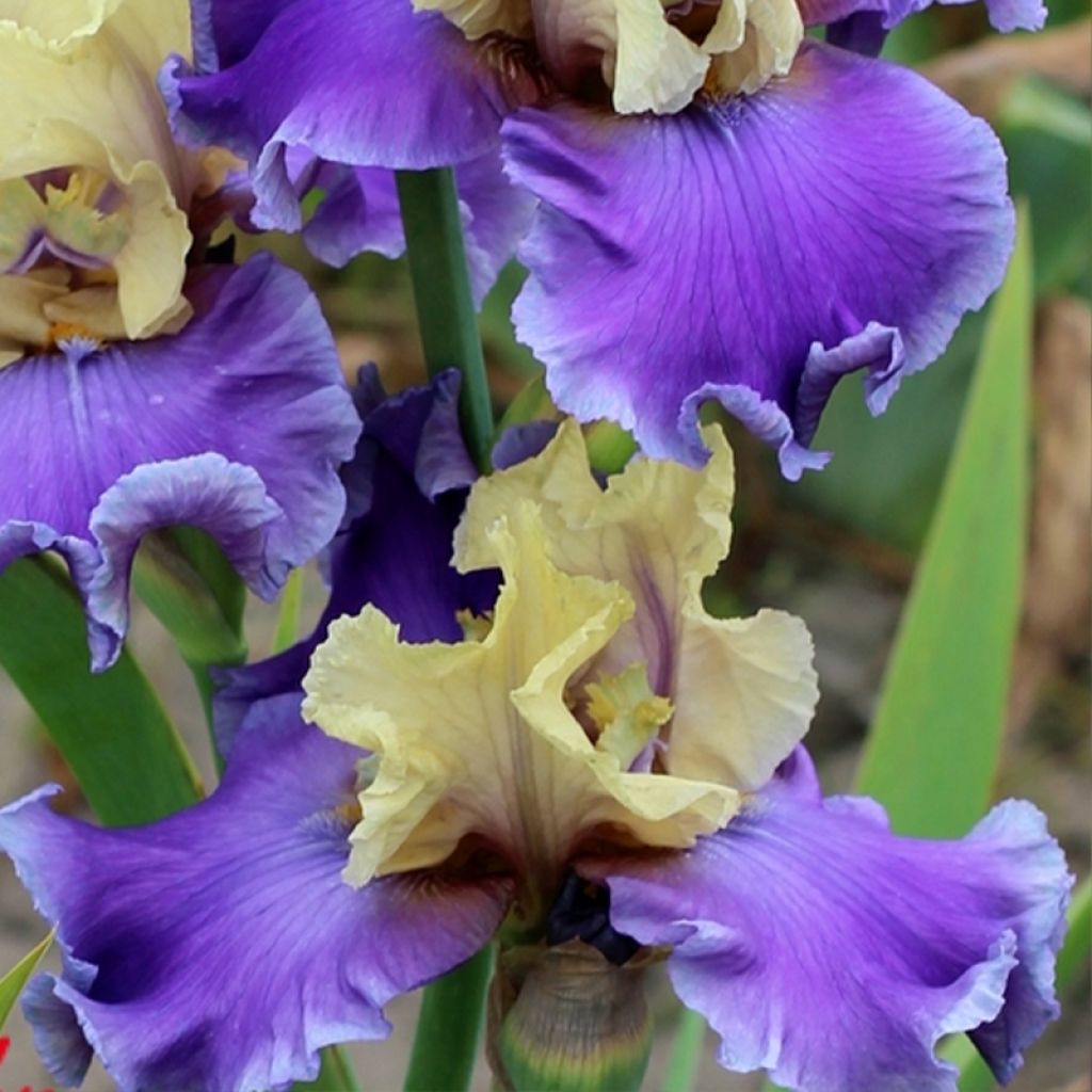 Iris germanica Guernazelle - Iris des Jardins