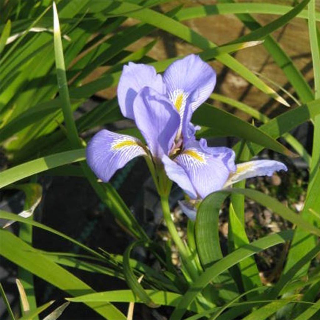 Iris lazica