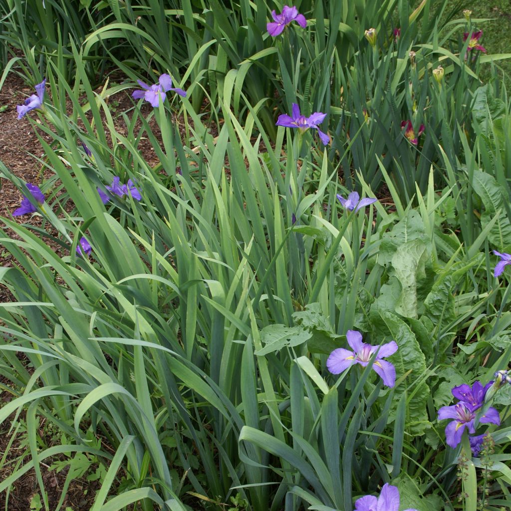 Iris louisiana Gulf Shore