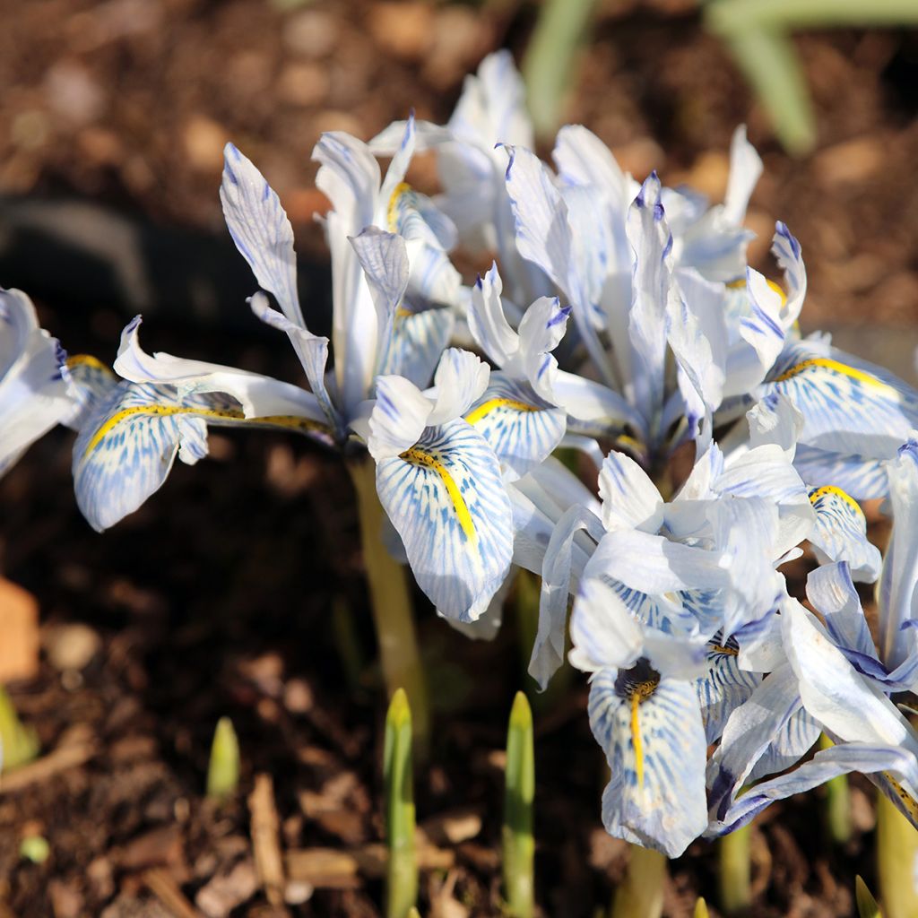 Iris reticulata Polar Ice - Iris réticulé