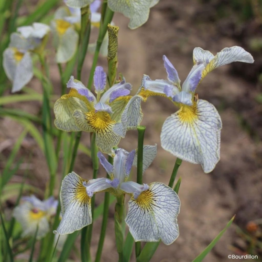Iris Ally Oops - Iris d'eau