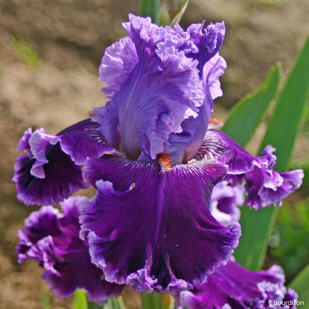 Iris germanica Louisa's Song - Grand Iris des Jardins