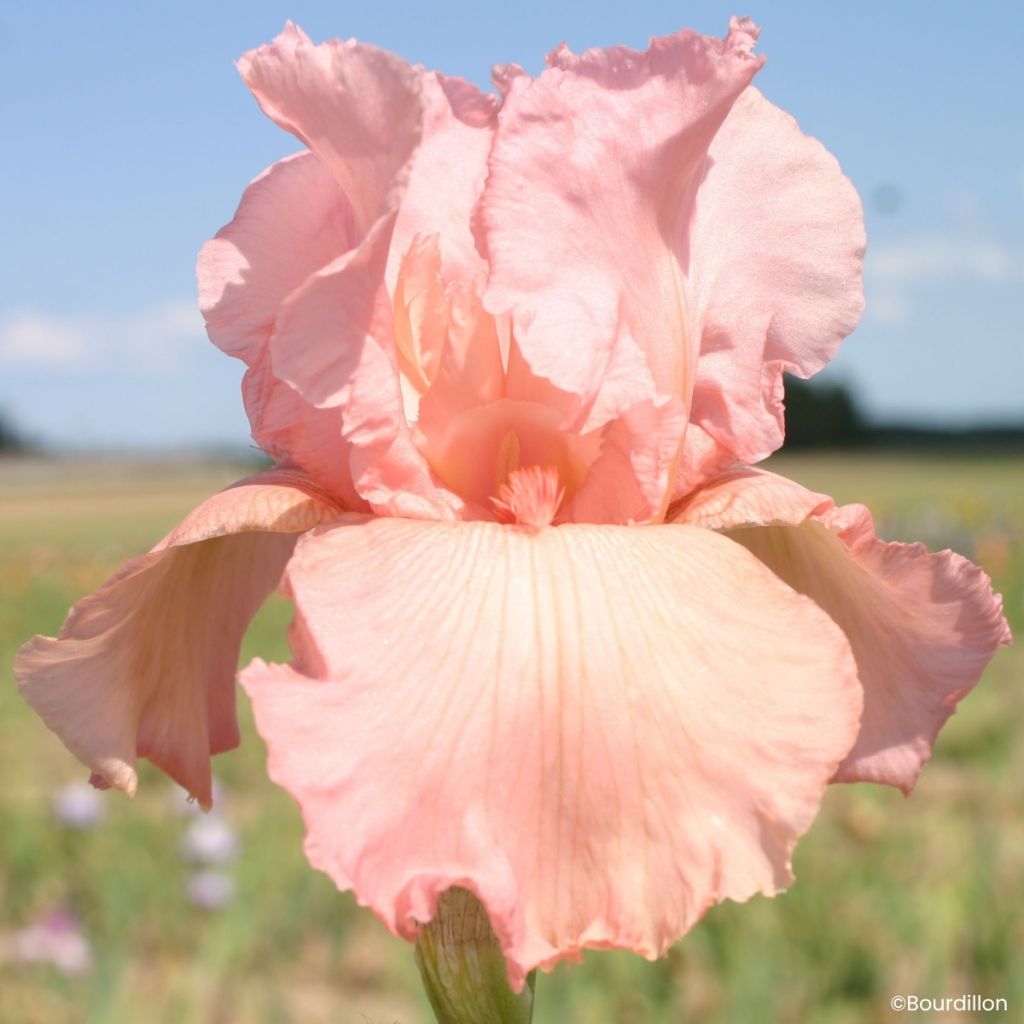 Iris germanica Magical Encounter - Grand Iris des Jardins